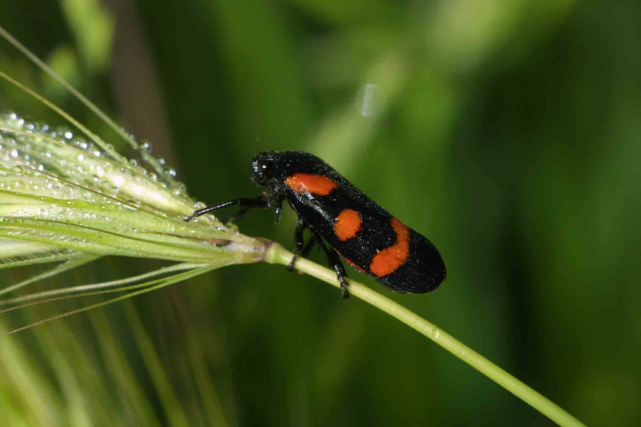 Cercopis sanguinolenta